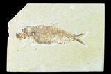 Bargain, Fossil Fish (Knightia) - Wyoming #148597-1
